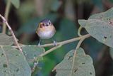 Ochre-faced Tody-Flycatcher - Poecilotriccus plumbeiceps
