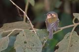 Ochre-faced Tody-Flycatcher - Poecilotriccus plumbeiceps