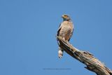 Roadside Hawk - Buteo magnirostris