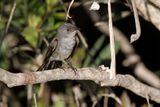 Sooty Tyrannulet - Serpophaga nigricans