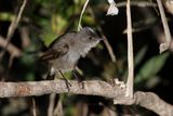 Sooty Tyrannulet - Serpophaga nigricans