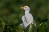 Western Cattle egret - Bubulcul ibis