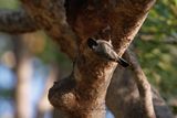 Miombo Tit - Melaniparus griseiventris