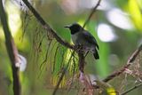 Ash-breasted Antbird - Myrmoborus lugubris