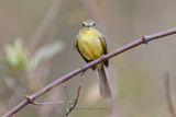 Yellow Tyrannulet - Capsiempis flaveola