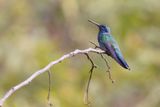 White-vented Violetear - Colibri serrirostris