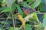 Ferruginous Antbird - Drymophila ferruginea