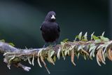 Red-rumped cacique - Cacicus haemorrhous