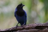 Azure Jay - Cyanocorax caeruleus