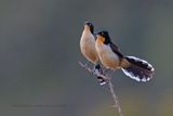 Black-capped Donacobius - Donacobius atricapilla