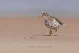 Spotted sandpiper - Actitis macularia