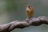 White-throated Spadebill - Platyrinchus mystaceus