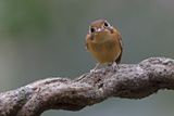 White-throated Spadebill - Platyrinchus mystaceus