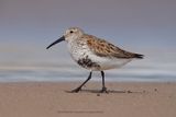 Dunlin - Calidris alpina