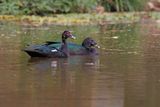 Muscovy duck - Cairina moschata