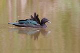 Muscovy duck - Cairina moschata
