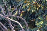 Green Aracari - Pteroglossus viridis