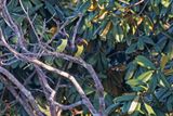 Green Aracari - Pteroglossus viridis