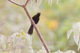 Epaulet oriole - Icterus cayanensis