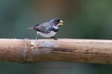 Double-collared Seedeater - Sporophila caerulescens