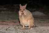 Rufous Hare-wallaby - Lagorchestes hirsutus