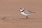 Piping Plover - Charadrius melodus