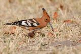 African Hoopoe - Upupa africana