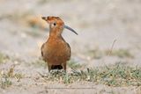 African Hoopoe - Upupa africana