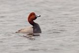 Redhead - Aythya americana