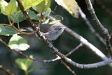 Tomtit - Petroica macrocephala