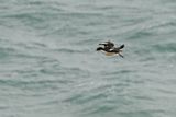Stewart Island Shag - Leucocarbo chalconotus