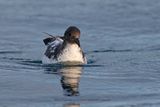 Cape Petrel - Daption capense