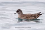 Short-tailed Shearwater - Ardenna tenuirostris