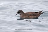 Short-tailed Shearwater - Ardenna tenuirostris