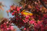 Baltimore Oriole - Icterus galbula