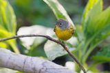 Nashville Warbler - Leiothlypis ruficapilla