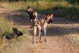 African Wild Dog - Lycaon pictus