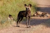 African Wild Dog - Lycaon pictus