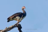 Spur-winged Goose - Plectropterus gambensis