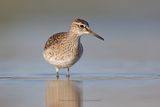 Wood sandpiper - Tringa glareola