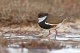 Red-kneed Dotterel - Erythrogonys cinctus