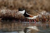 Red-kneed Dotterel - Erythrogonys cinctus
