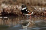 Red-kneed Dotterel - Erythrogonys cinctus
