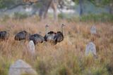 Greater Rhea - Rhea americana