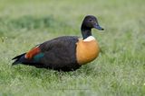 Australian shelduck - Tadorna tadornoides