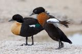 Australian shelduck - Tadorna tadornoides
