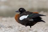 Australian shelduck - Tadorna tadornoides