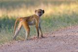 Yellow Baboon - Papio cinocephalus