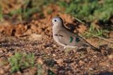 Emerald-spotted Wood-dove - Turtus chalcospilos