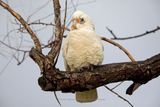 Western rosella - Cacatua pastinator